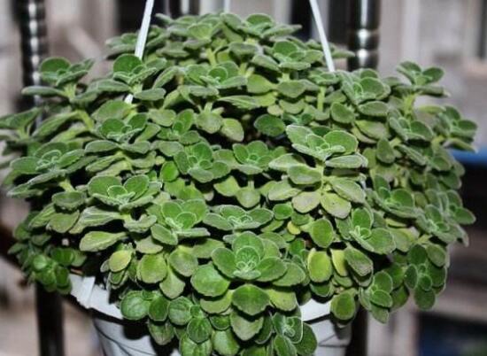 碰碰香長的太長怎么辦，及時(shí)修剪頭部/不斷進(jìn)行扦插繁殖