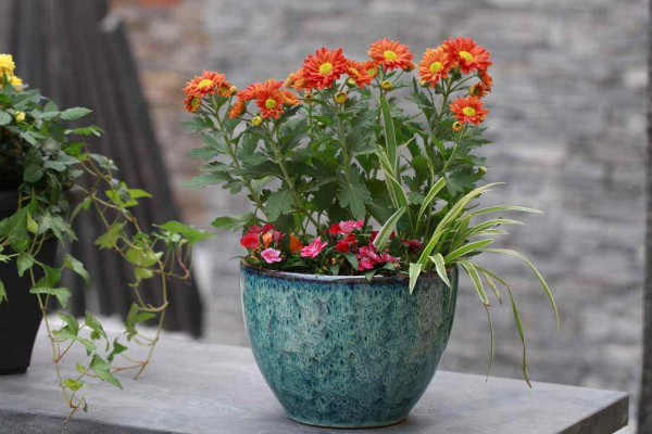 白醋可以澆花嗎，經(jīng)過(guò)濃度的稀釋后才可澆灌