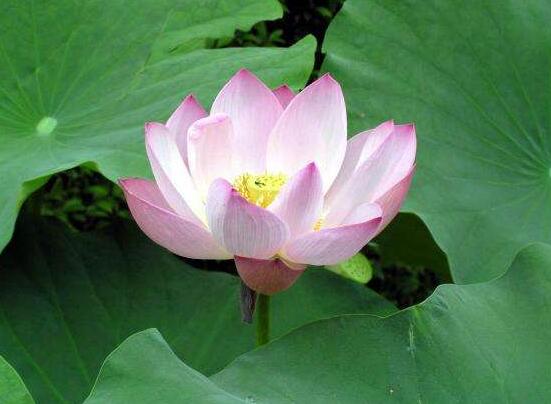 迎賓芙蓉怎么繁殖，盤點最實用的四大繁殖方法