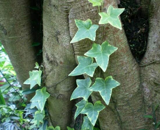 常春藤有哪些品種，常春藤品種圖片大全