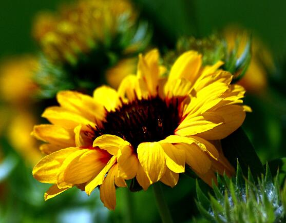 向日葵的寓意和象征，積極向上、朝氣蓬勃、繁榮昌盛