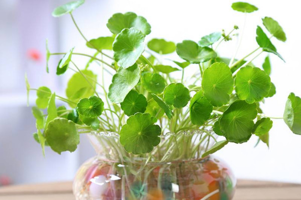 水培銅錢草的養(yǎng)殖方法和注意事項(xiàng)，確保水質(zhì)干凈清潔