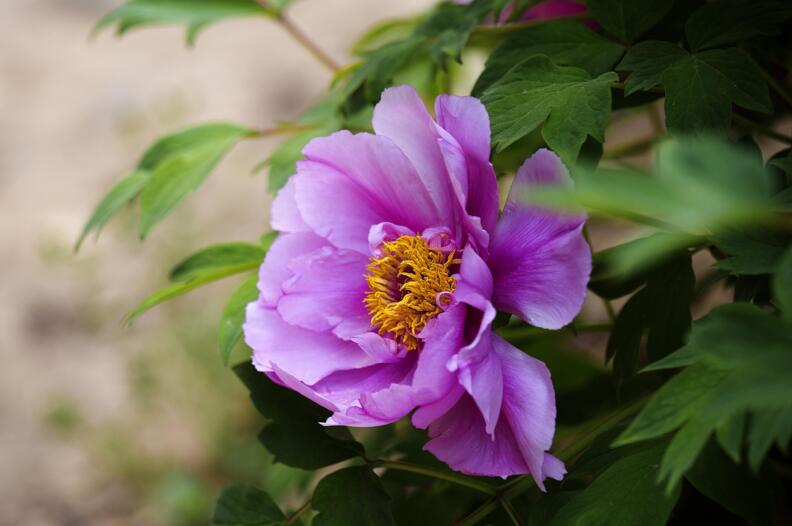 牡丹花有多少品種，按照花瓣細(xì)分有6種分類