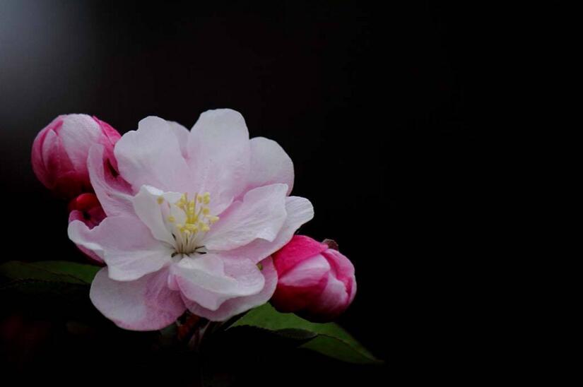 大葉海棠花的養(yǎng)殖方法，要從土壤選擇等4個(gè)方面入手