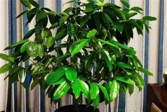 平安樹開花嗎，平安樹養(yǎng)多久可以開花