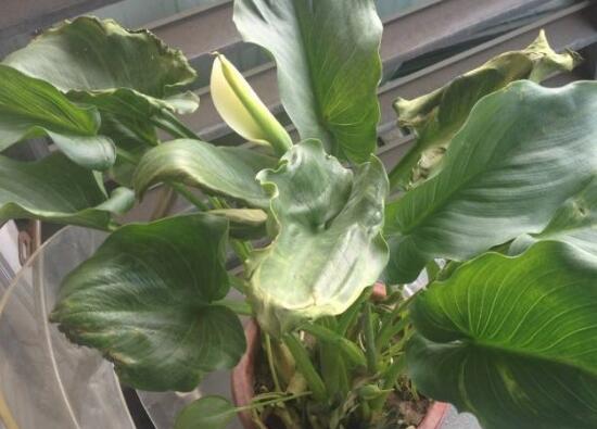 馬蹄蓮葉子發(fā)黃怎么辦，五個(gè)步驟讓它重新恢復(fù)生機(jī)