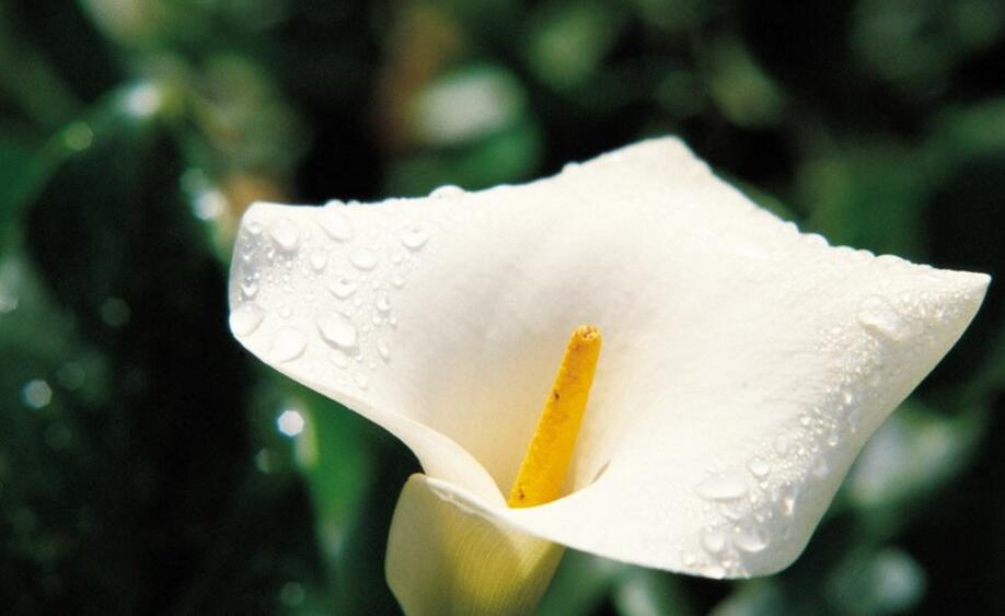 馬蹄蓮寓意，不同顏色有著不同的含義