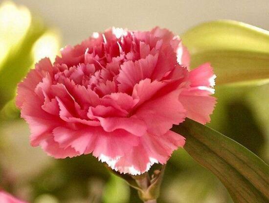 康乃馨可以吃嗎，可以吃/可制作成一道美味佳肴