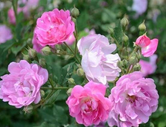 薔薇花花期，薔薇花在哪個(gè)季節(jié)開