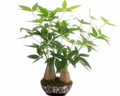 發(fā)財(cái)樹盆景怎么養(yǎng)，發(fā)財(cái)樹盆栽的養(yǎng)殖方法