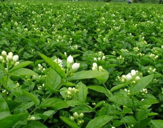 茉莉花怎么繁殖，茉莉花繁殖方法
