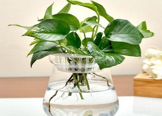 怎樣種植綠蘿，老農(nóng)總結(jié)最簡(jiǎn)單兩種種植方法(水培與土培)