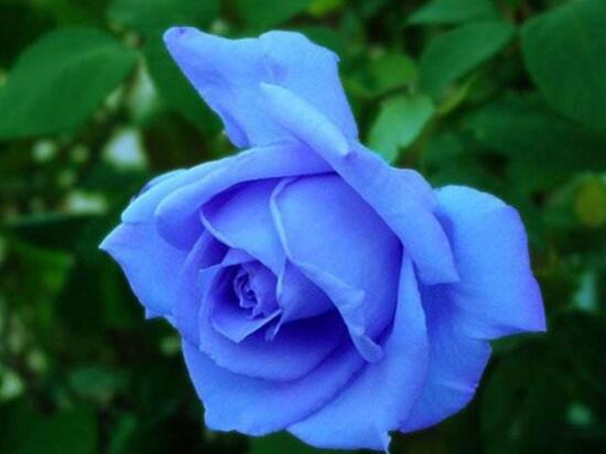 月季適合送給什么人，盤點(diǎn)送五個(gè)最適宜人