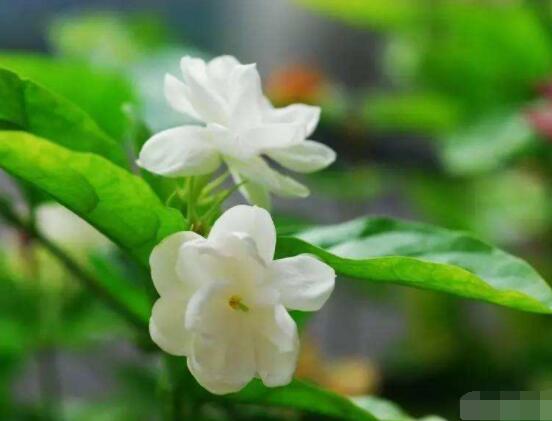 茉莉花掉葉子怎么辦，四種原因以及解決辦法