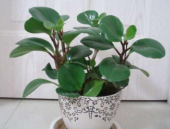 碧玉葉子發(fā)黃怎么辦，教你五步讓它重新恢復(fù)生機(jī)