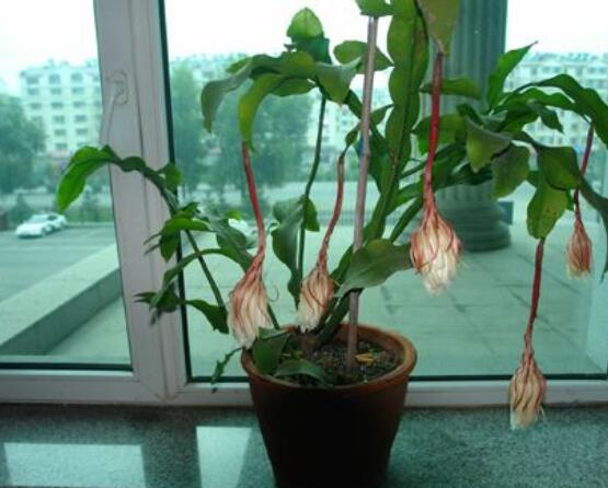 曇花換盆注意事項(xiàng)，只需要注意五個(gè)要點(diǎn)即可