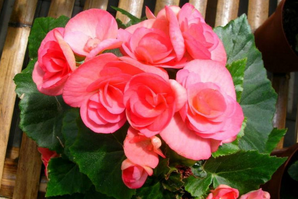 四季海棠怎么修剪，春秋季節(jié)修剪對(duì)植株影響最小