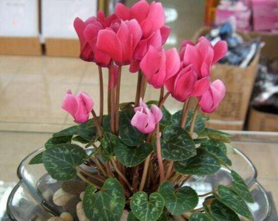 仙客來的花語是什么，仙客來適合送給什么人