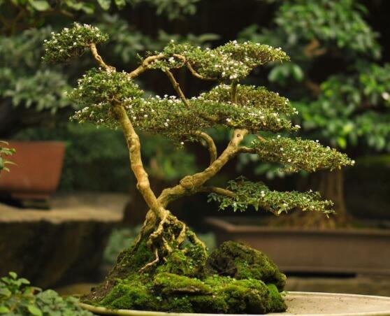 怎樣養(yǎng)好六月雪，盆土是關(guān)鍵/做好澆水施肥