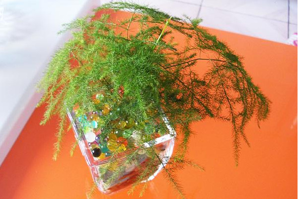 文竹可以水培嗎，可以水培需做好養(yǎng)護(hù)工作