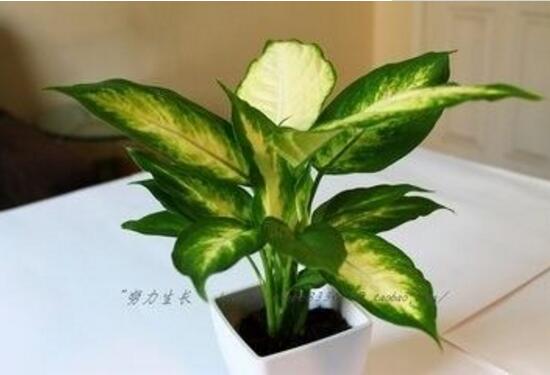 花葉萬年青有毒嗎，花葉萬年青能放室內(nèi)嗎