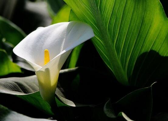 馬蹄蓮只長葉子不開花，四種原因以及解決辦法