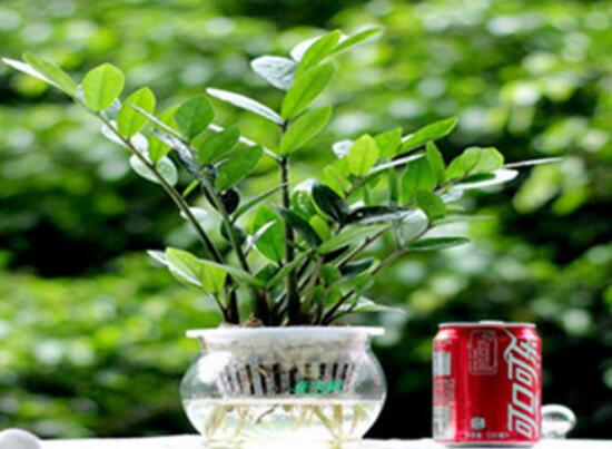 金錢樹可以水培嗎，金錢樹水培方法和注意事項