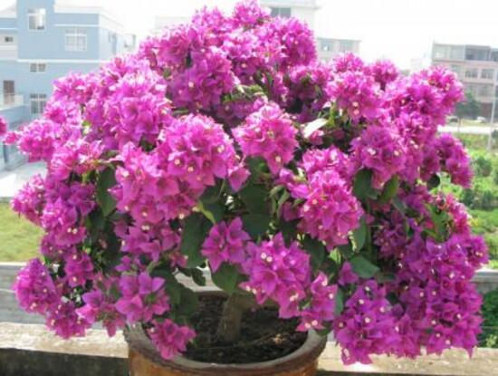 三角梅怎么施肥，三角梅施什么肥好