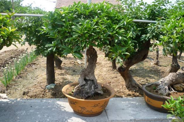 盆栽桂花修剪方法圖解，可以通過以下4步進(jìn)行