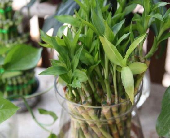 水培的富貴竹葉子發(fā)黃，教你四種解決好辦法(生長碧綠)