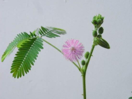 含羞草有什么藥用價值，含羞草的功效與作用