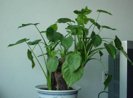 滴水觀音怎么繁殖，滴水觀音扦插繁殖圖解