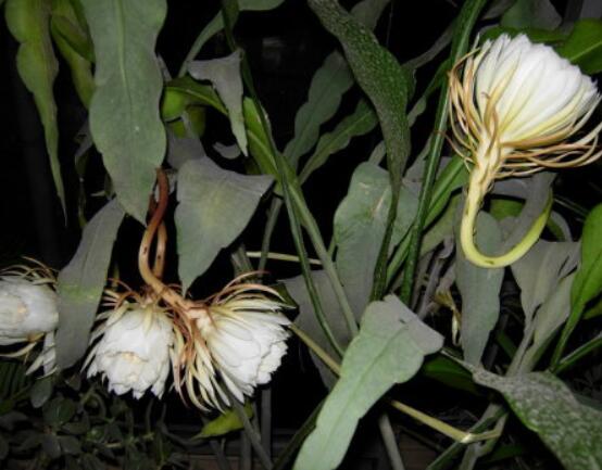 曇花怎么修剪，以輕剪與中剪為主(忌重剪)