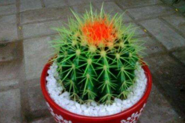 仙人球可以用沙子養(yǎng)嗎，光使用沙子是養(yǎng)不活的