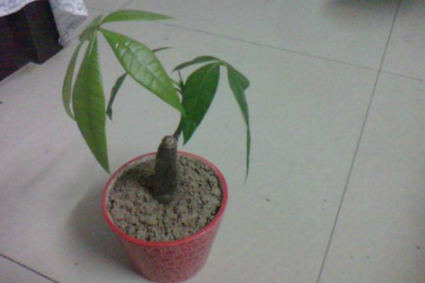 發(fā)財樹修剪方法