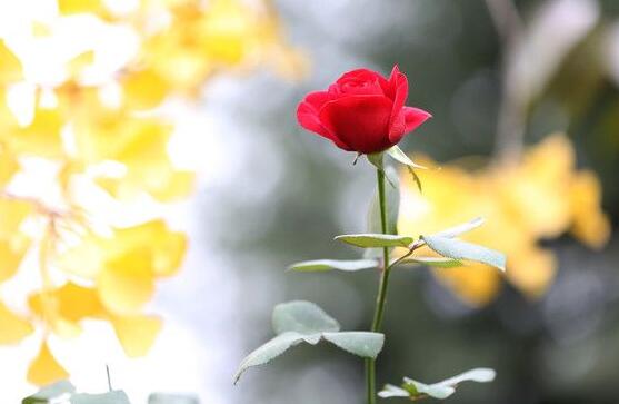 玫瑰花葉子發(fā)黃怎么辦，玫瑰花葉子發(fā)黃解決辦法