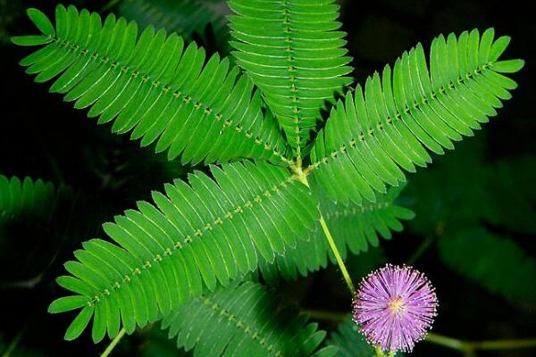 含羞草怎么養(yǎng)才不會死，做好下面五點(diǎn)即可簡單成活