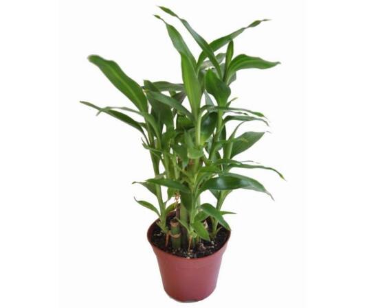 富貴竹怎么澆水，富貴竹用什么水養(yǎng)最好