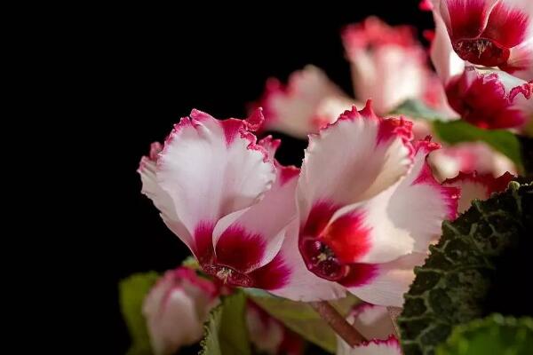 仙客來(lái)開(kāi)花后怎么處理，仙客來(lái)花后養(yǎng)護(hù)方法