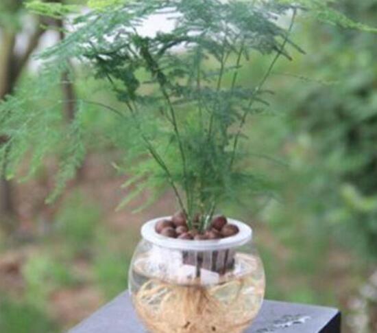 文竹可以水培嗎，文竹水培方法及步驟