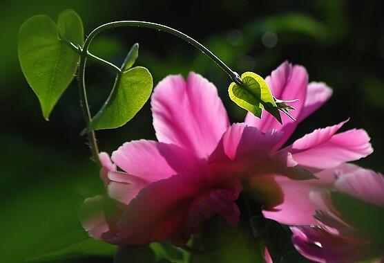 牡丹花可以水培嗎，牡丹花水培方法