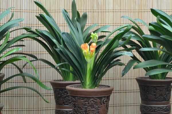 君子蘭開花前有什么預(yù)兆，新葉長(zhǎng)出、根部膨脹