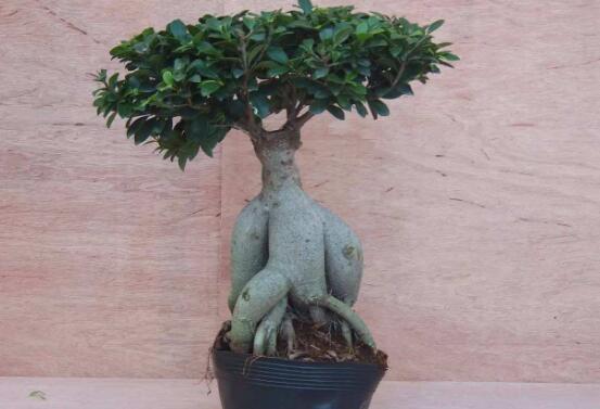 榕樹盆景怎么養(yǎng)，榕樹盆景養(yǎng)殖注意六大要素