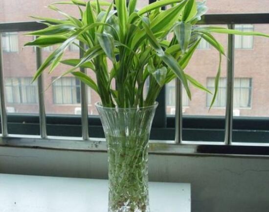 富貴竹怎么澆水，富貴竹用什么水養(yǎng)最好