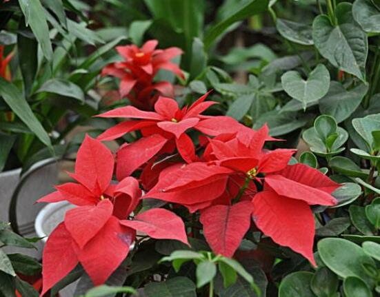 一品紅如何剪枝，春夏季節(jié)修剪最好(兩次摘心)