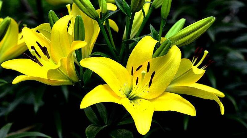 百合花怎么養(yǎng)