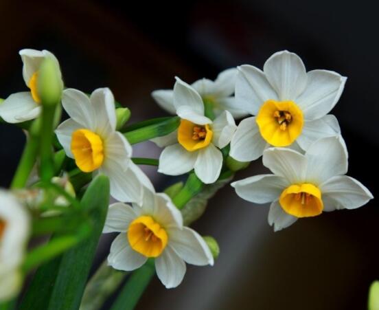 水仙花的繁殖方法大全，詳解最實(shí)用三種繁殖方法