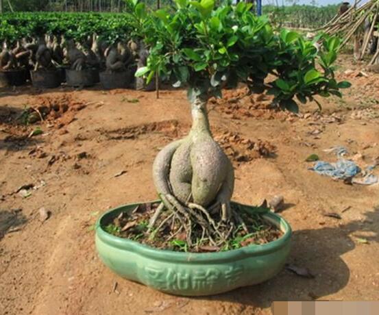 榕樹(shù)盆景病蟲(chóng)害防治方法，盤(pán)點(diǎn)最全面四種常見(jiàn)病蟲(chóng)害