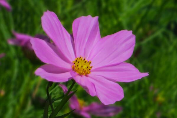 波斯菊種植方法，主要通過4步來完成