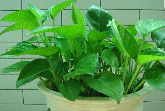 綠蘿什么時候扦插最好，4-8月是綠蘿扦插最好時間